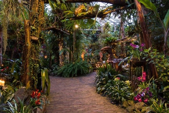Pantropica Luttelgeest. Foto: beeld via de Orchideenhoeve.